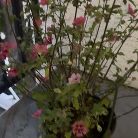 Photo of the plant species Cape Mallow by @ComicBlackgem54 named Mark Rufaro on Greg, the plant care app