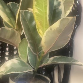 Photo of the plant species Ficus Elastica Decora by @JocoseCorn49 named Winston on Greg, the plant care app