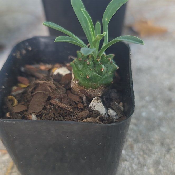 Photo of the plant species Euphorbia Gabizan by @SavvyBreadnut86 named Mando on Greg, the plant care app