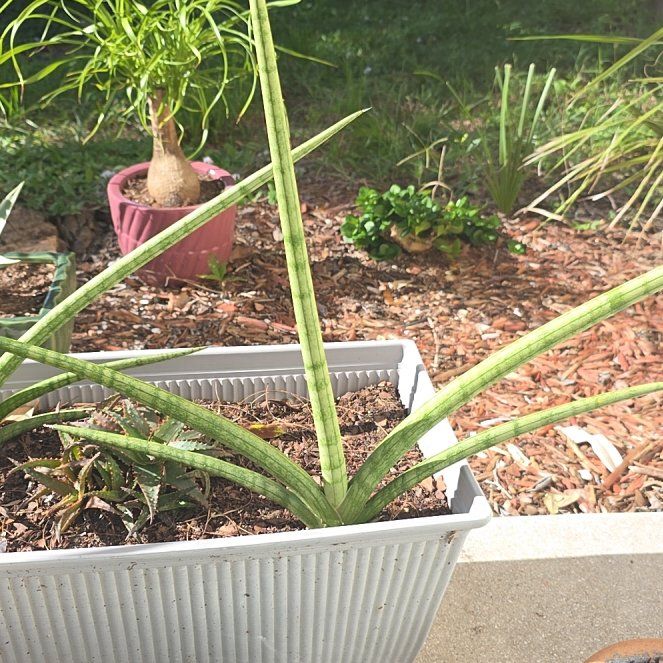 Photo of the plant species Starfish Snake Plant by @SavvyBreadnut86 named LiloStitch on Greg, the plant care app