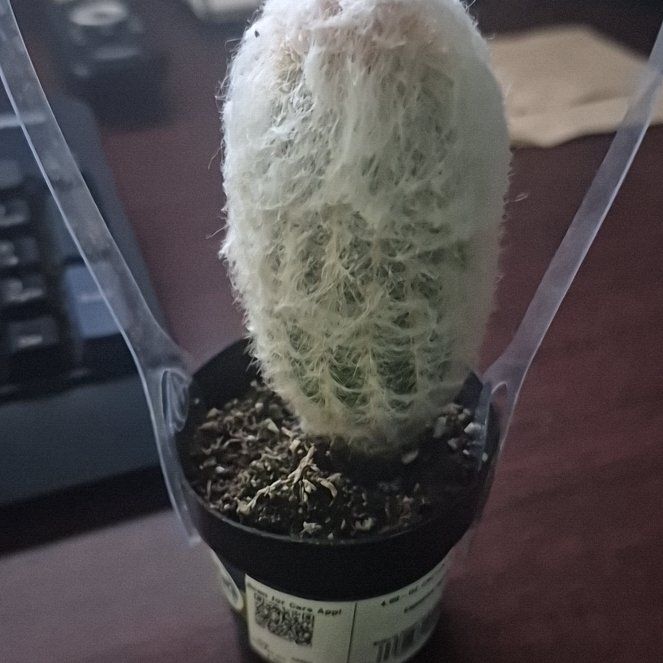 Photo of the plant species Peruvian Old Man Cactus by @RadElkweed1 named Pax on Greg, the plant care app