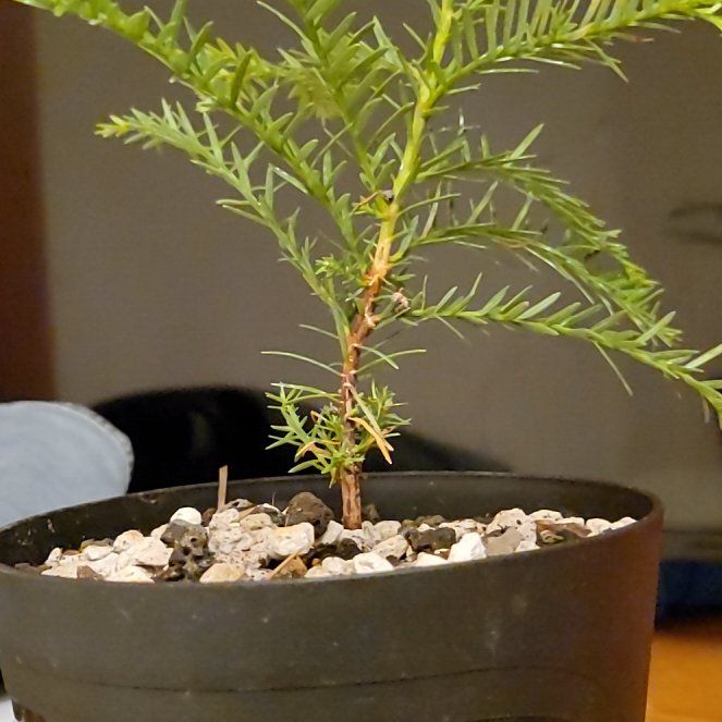 Photo of the plant species Coast Redwood 'Kenwood' by @AnewIcecaps49 named Remington on Greg, the plant care app
