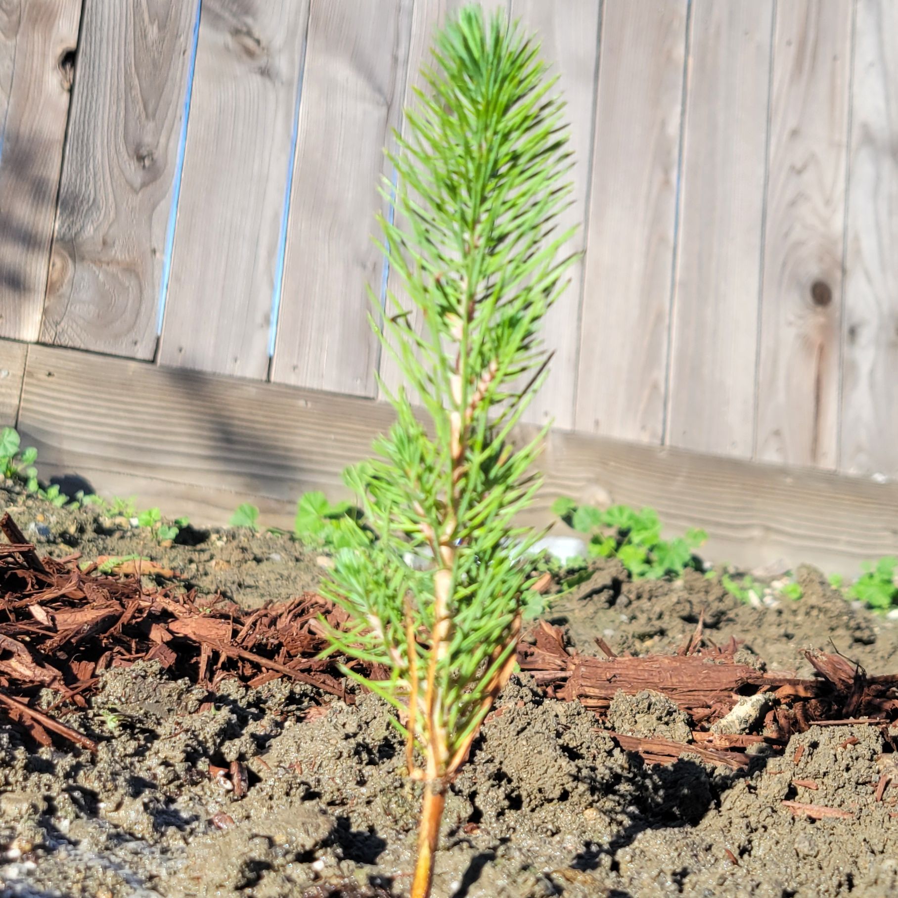 Photo of the plant species Stone Pine by @AnewIcecaps49 named Kesha on Greg, the plant care app