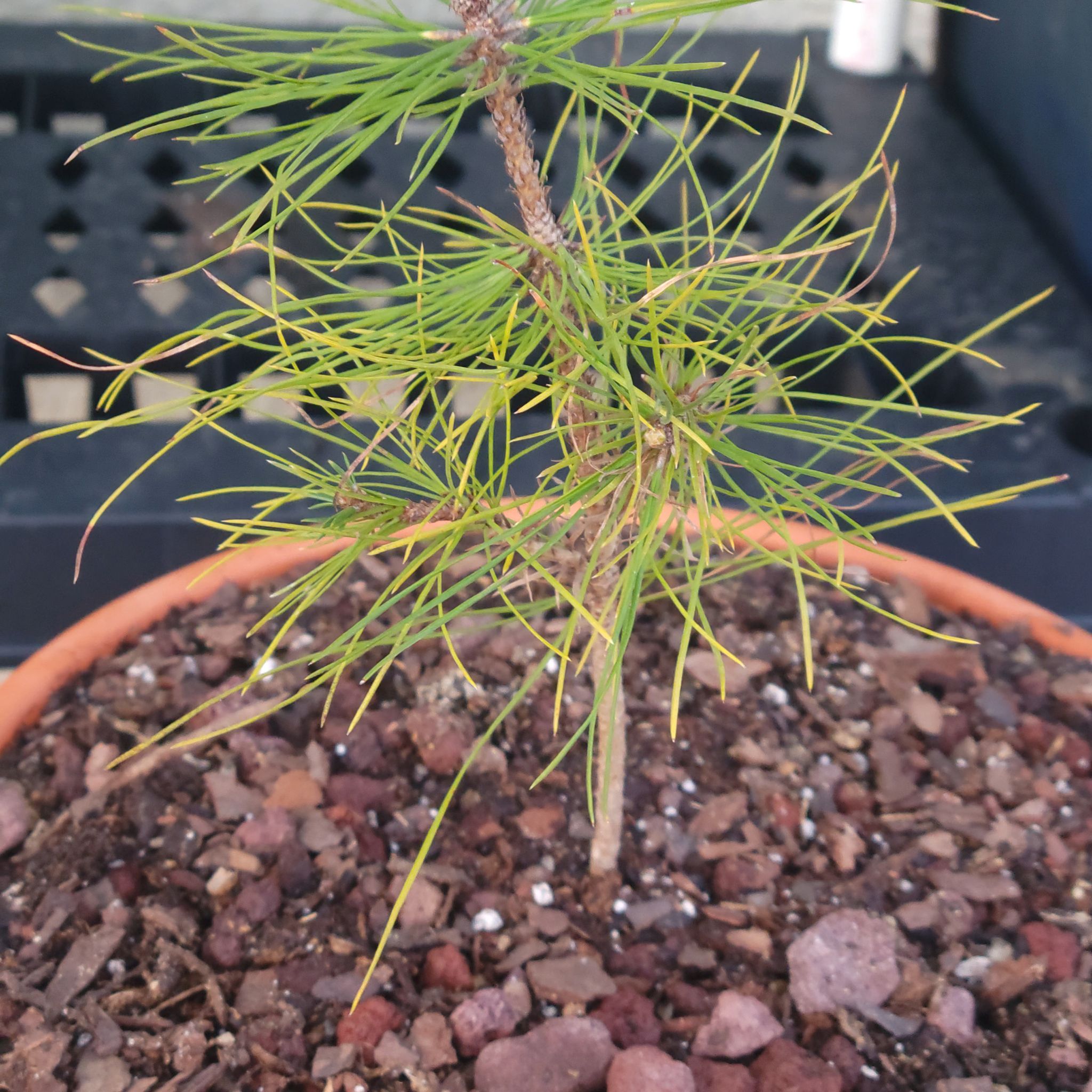 Photo of the plant species Ponderosa Pine by @AnewIcecaps49 named Ponderosa Pine on Greg, the plant care app