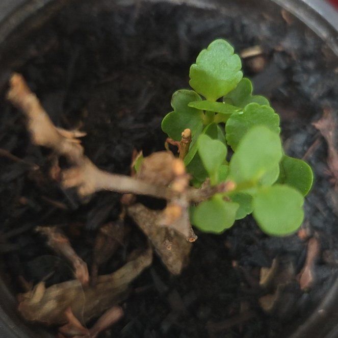 Photo of the plant species American Golden Saxifrage by @LovelyGrandfir named Lola on Greg, the plant care app