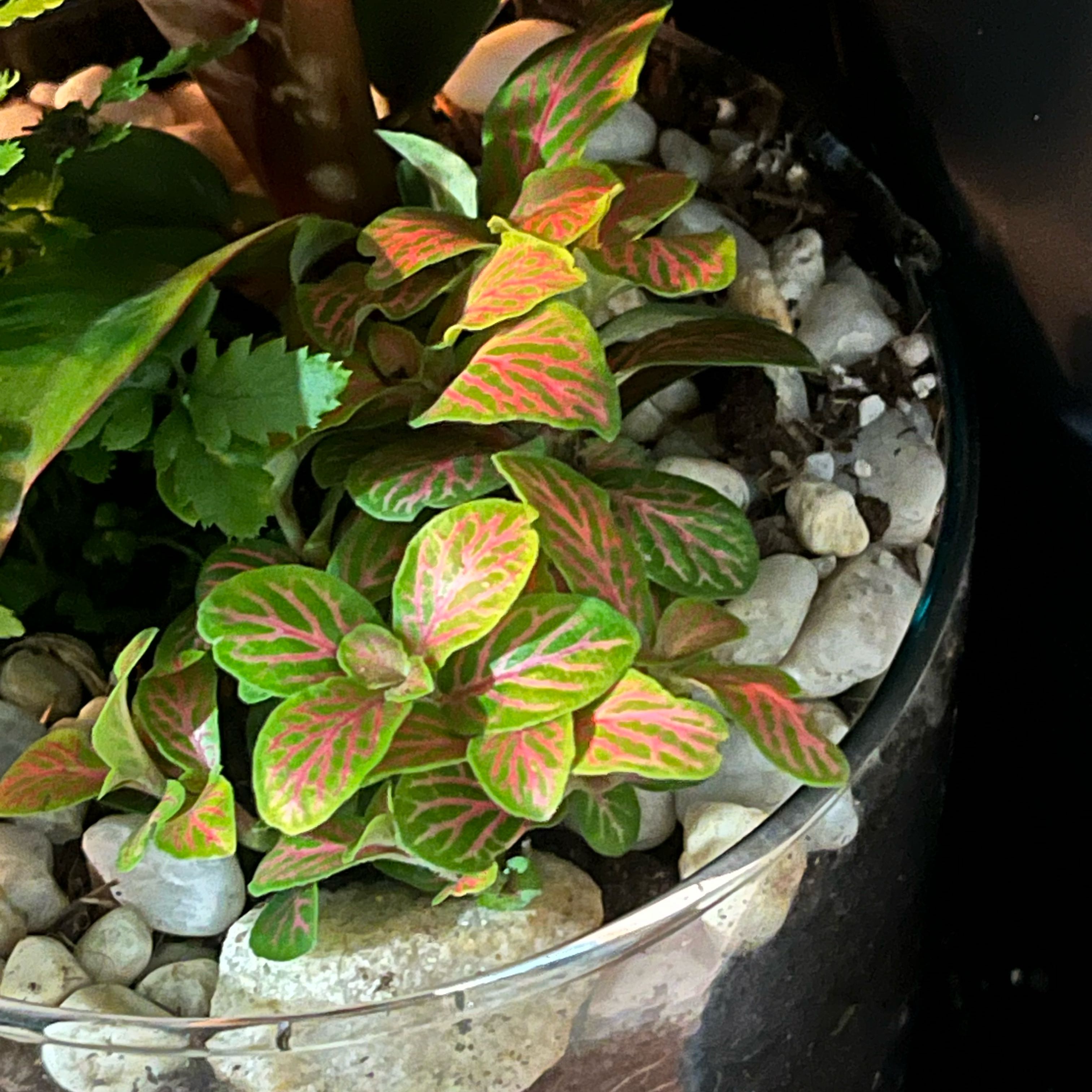Photo of the plant species Fittonia by @YesEmerald11 named Tupot amaroot on Greg, the plant care app
