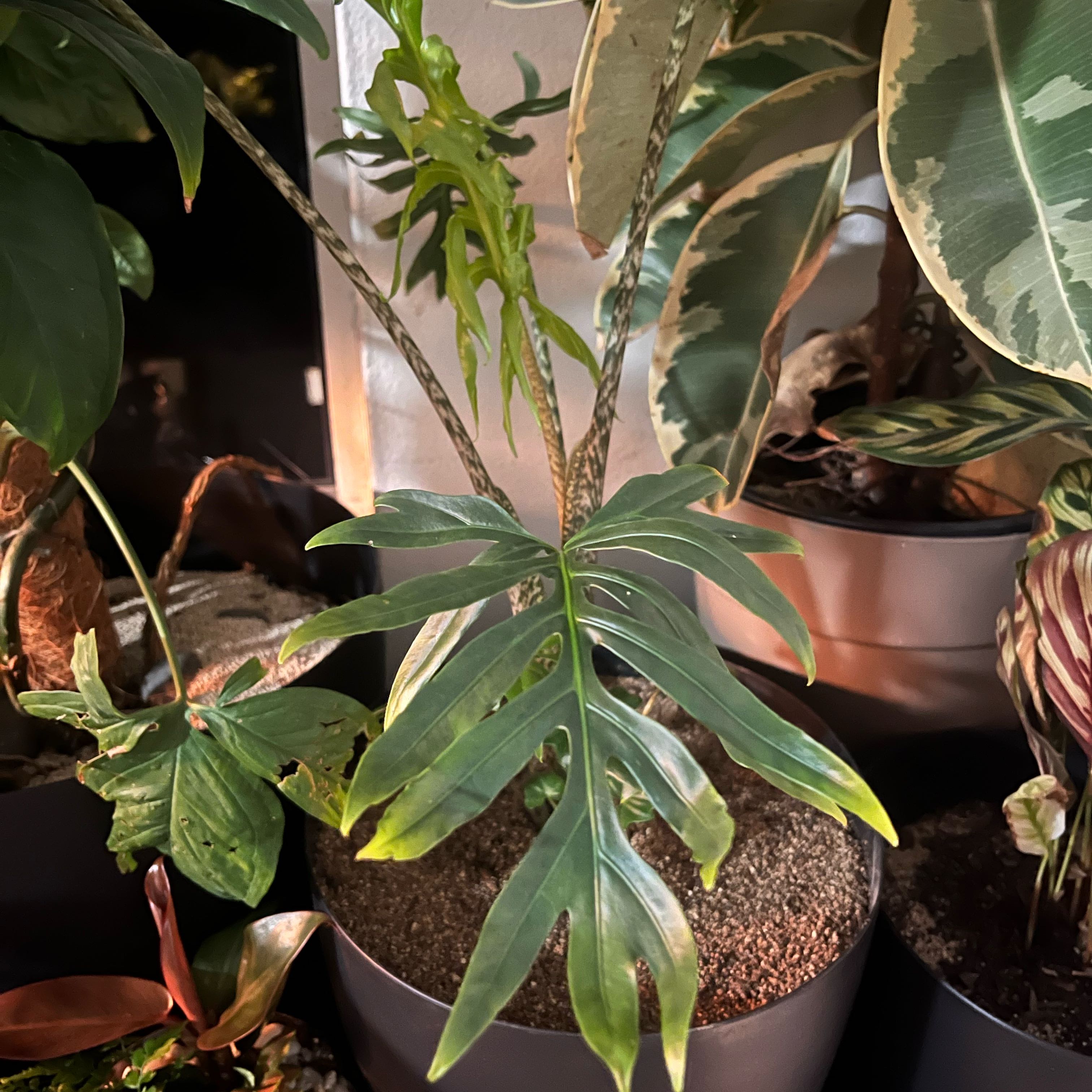 Photo of the plant species Alocasia brancifolia by @YesEmerald11 named Fang on Greg, the plant care app
