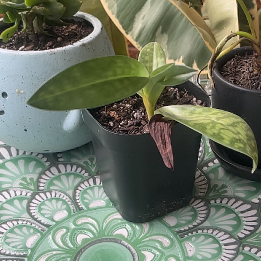 Photo of the plant species Paphiopedilum 'Plum' by @YesEmerald11 named Leonardo on Greg, the plant care app