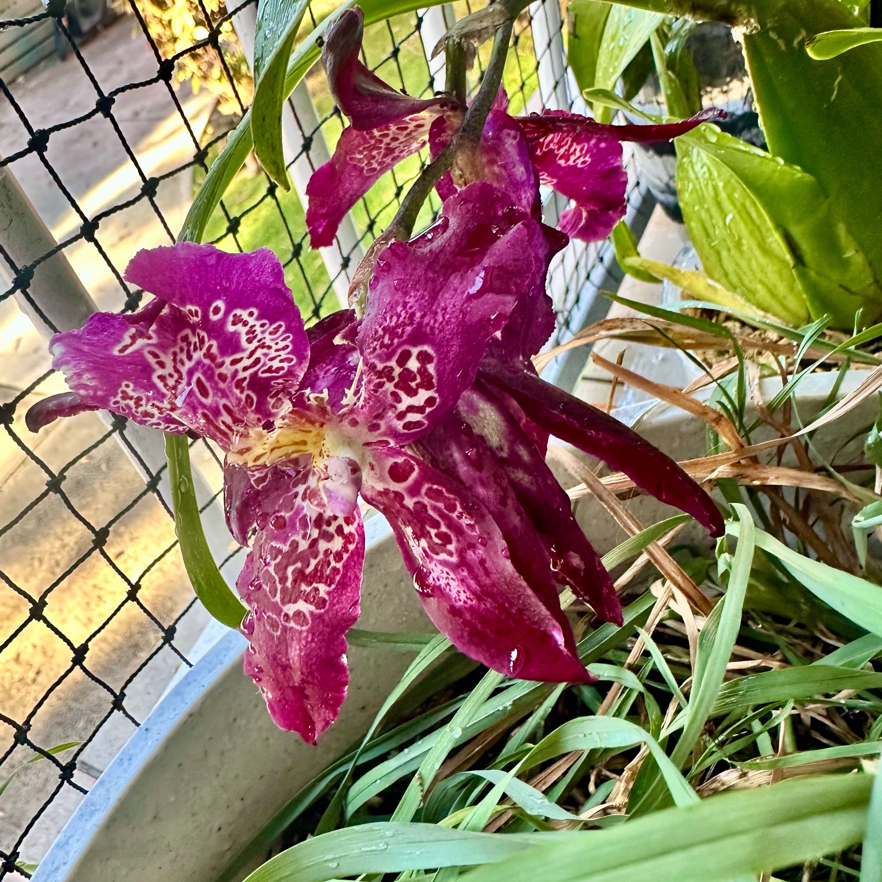 Photo of the plant species Beallara Marfitch 'Howard's Dream' AM/AOS by @RadJuneplum13 named Marfitch on Greg, the plant care app