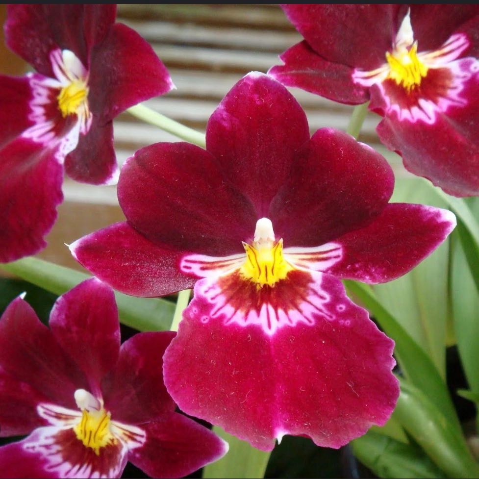 Photo of the plant species Miltoniopsis phalaenopsis by @RadJuneplum13 named Bert on Greg, the plant care app