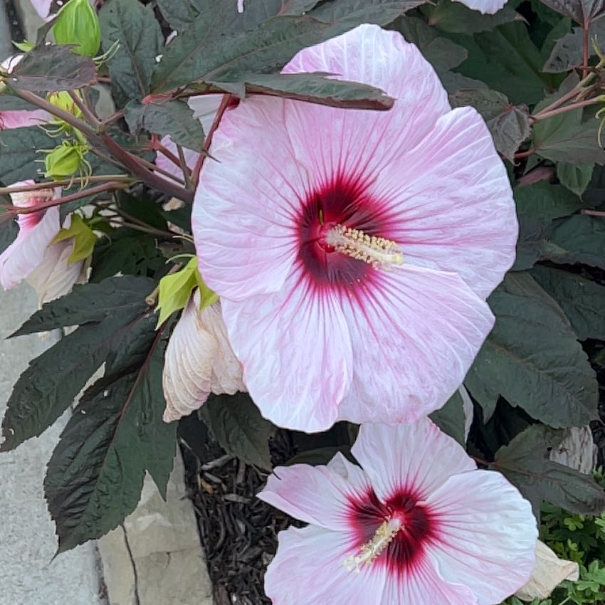 Photo of the plant species Crimsoneyed Rosemallow by @IngeniousMoss63 named Gomez on Greg, the plant care app