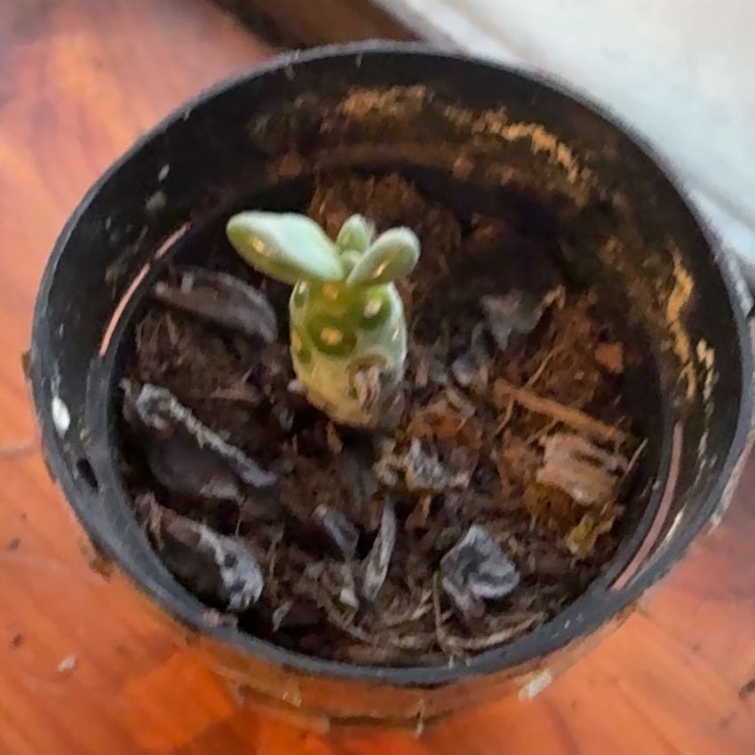 Photo of the plant species Graptopetalum 'Murasaki' by @LordChamise96 named Stella on Greg, the plant care app