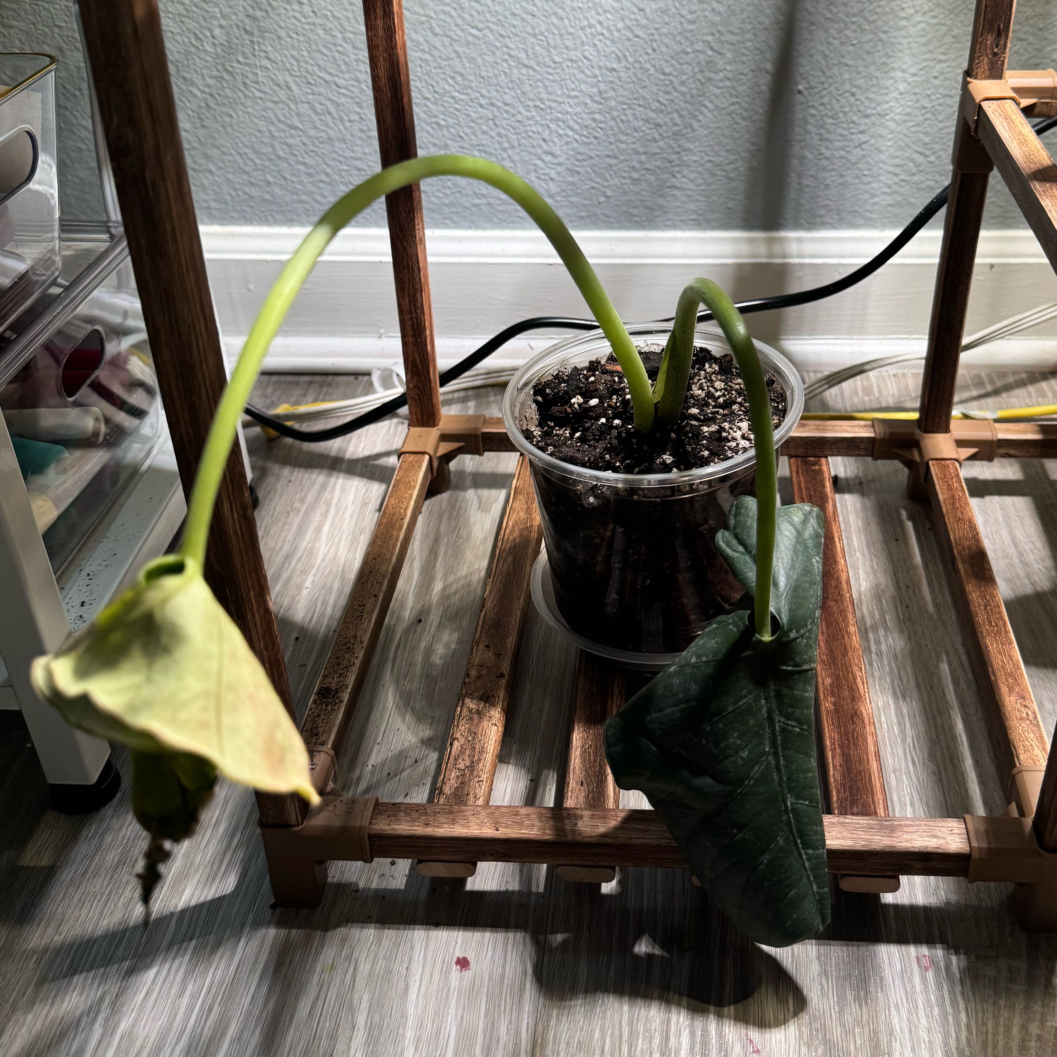 Photo of the plant species Alocasia Reginae Silver by @Theoneandonly named Alocasia Reginae on Greg, the plant care app