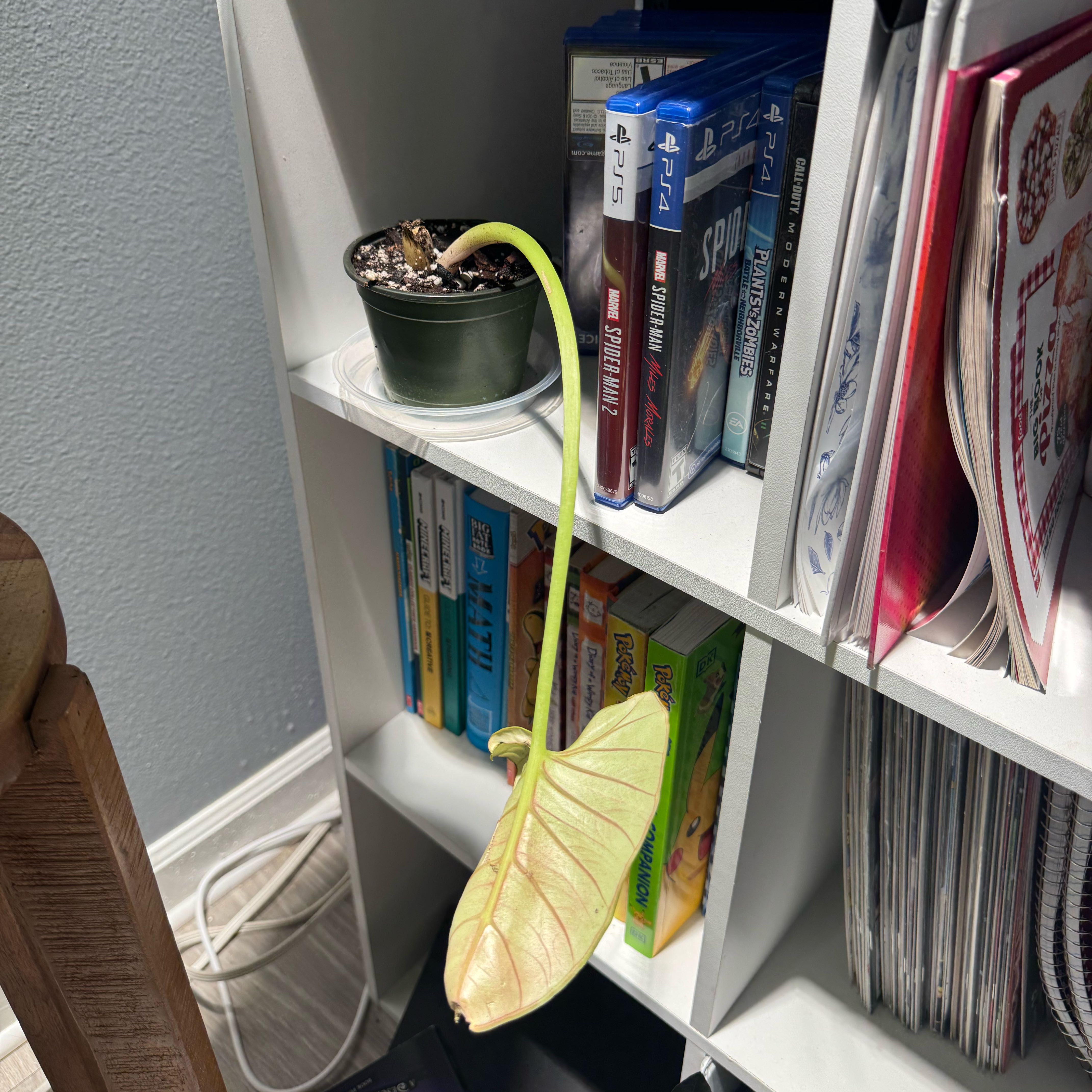 Photo of the plant species Alocasia Reginae Silver by @Theoneandonly named Alocasia Reginae on Greg, the plant care app