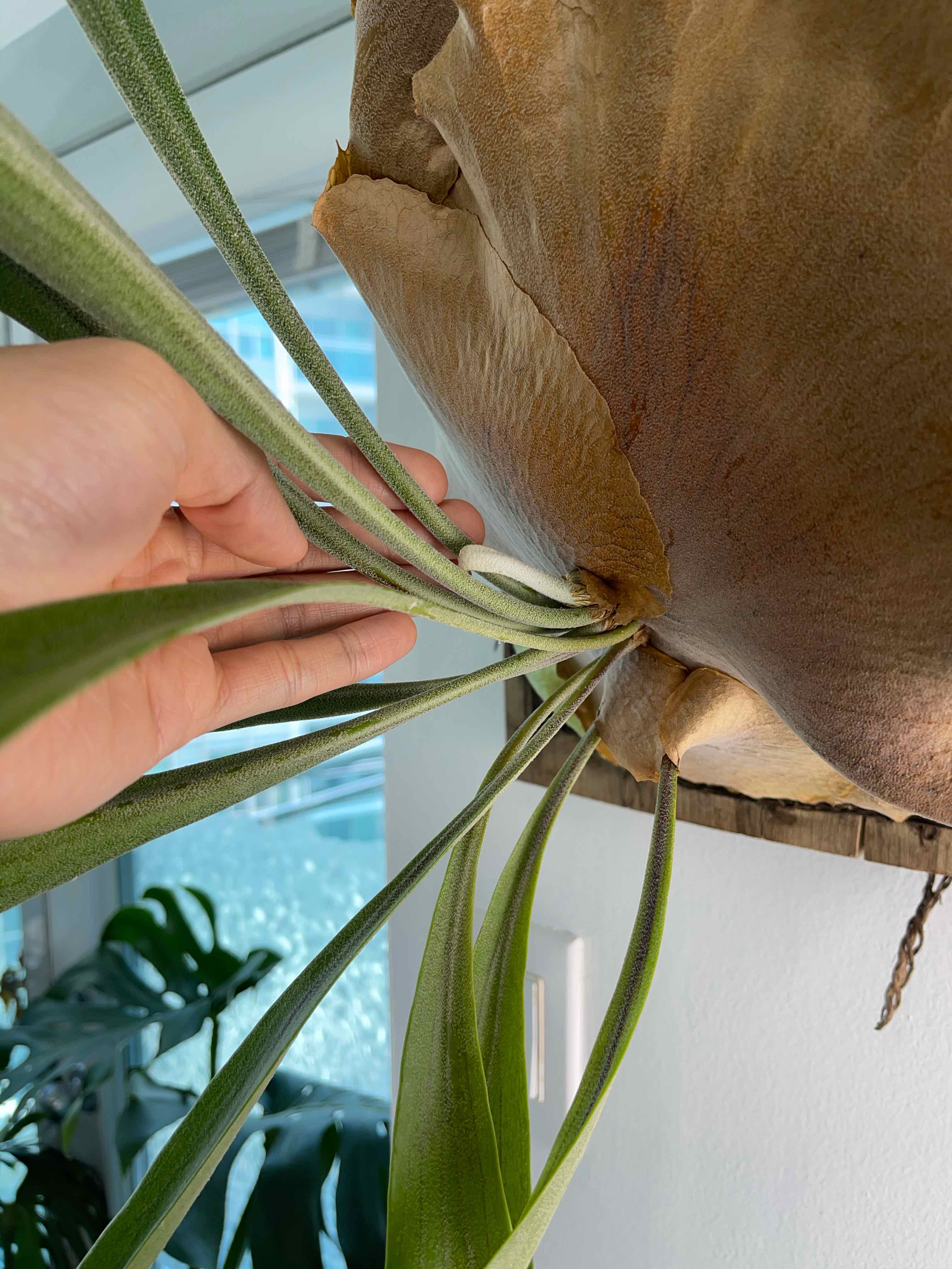 Elkhorn Fern with some browning on the shield fronds, held by a hand.