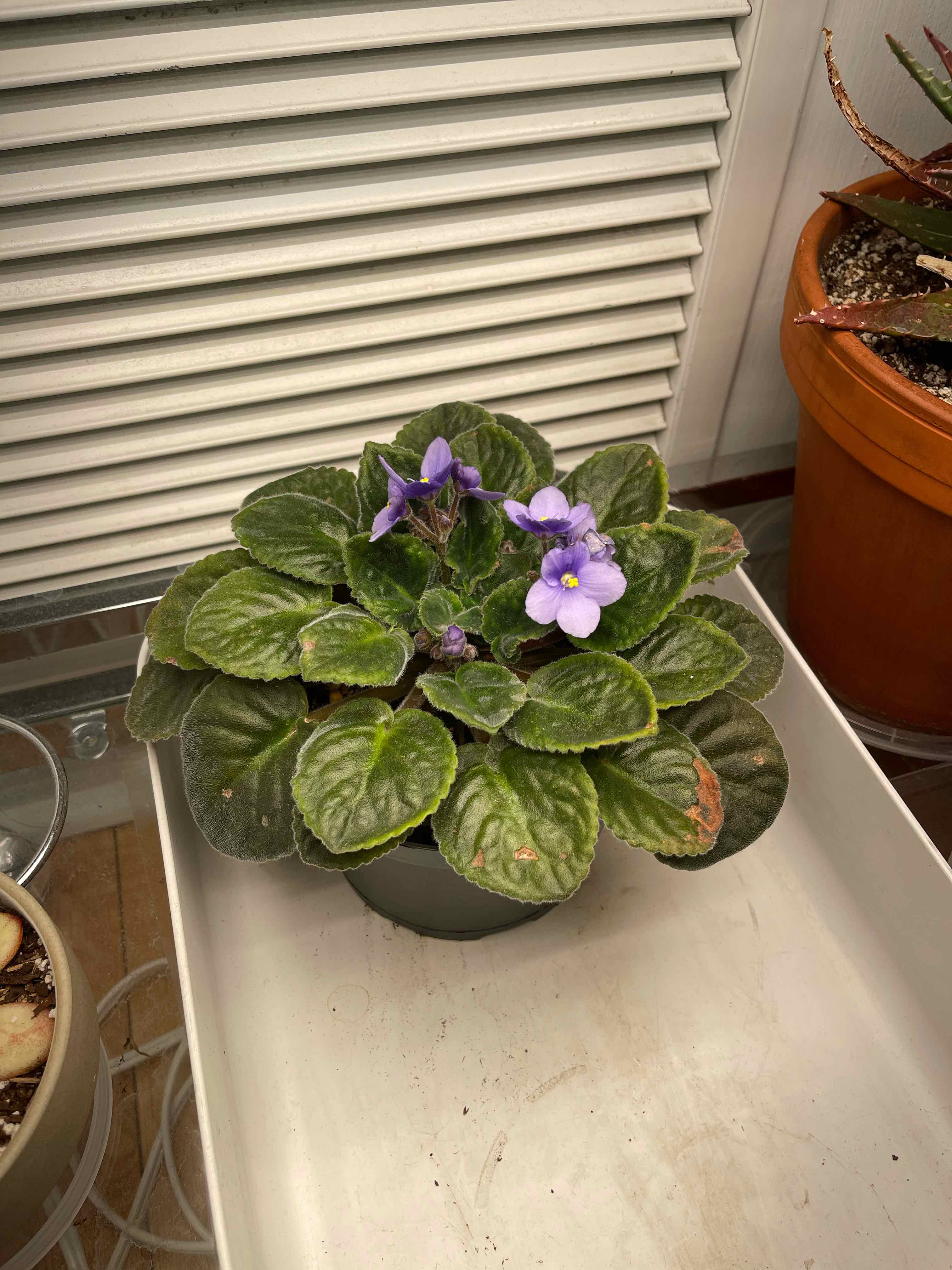 African Violet plant with dark green leaves and purple flowers in a pot.
