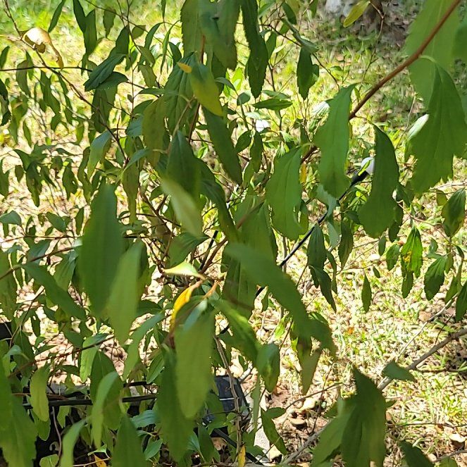 Photo of the plant species Autumn Olive by @JocularCorrea1 named James Dean on Greg, the plant care app