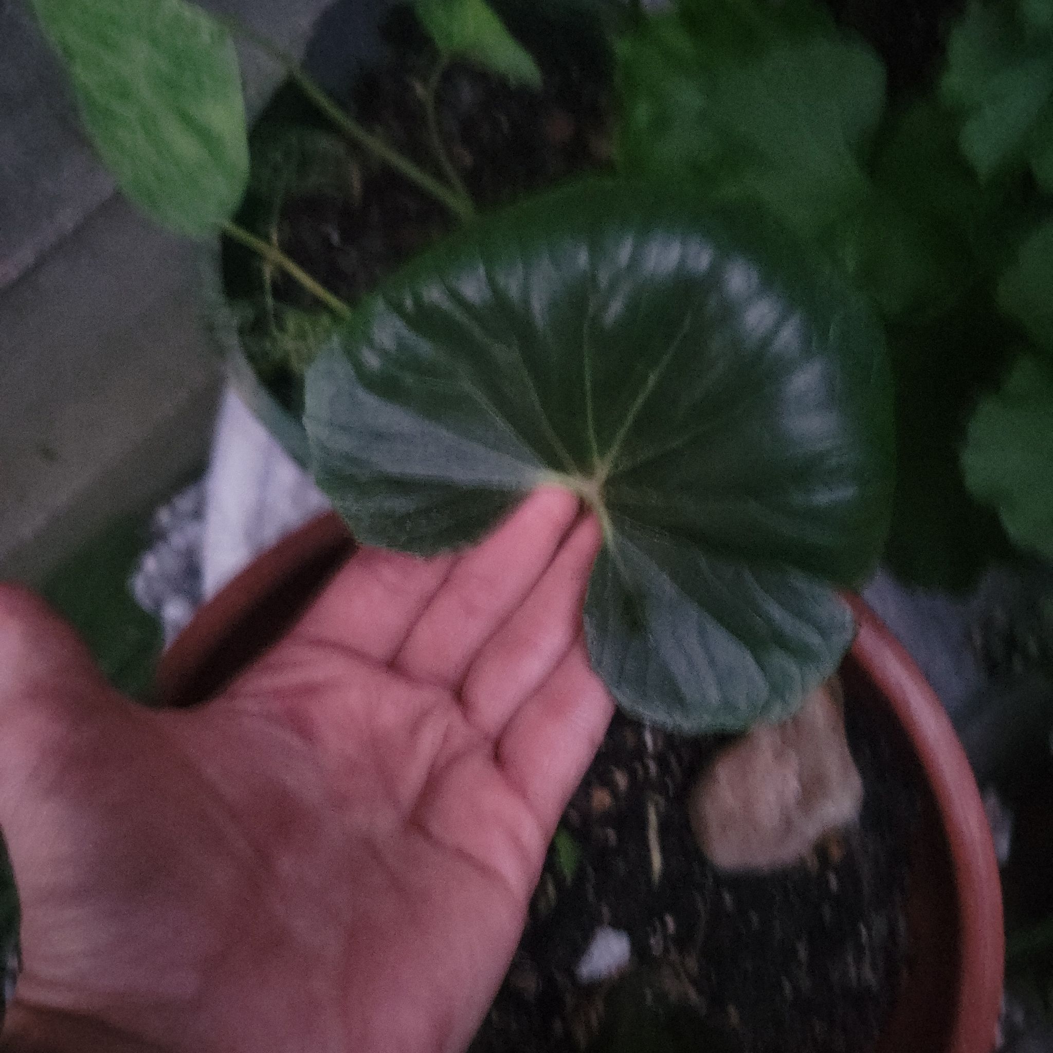 Photo of the plant species Indian Pennywort by @JocularCorrea1 named Marley (March2026) on Greg, the plant care app