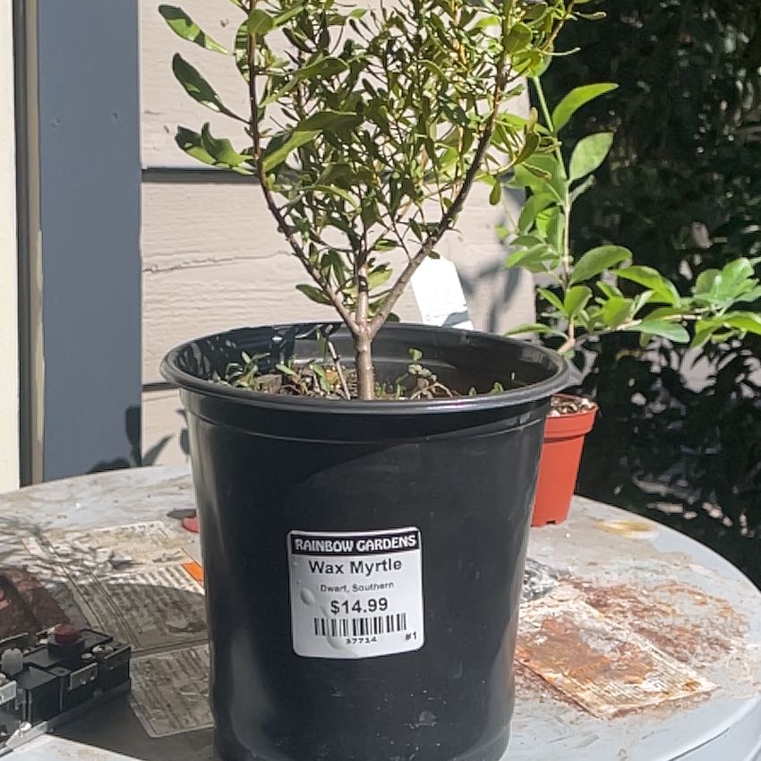 Plant care for Wax Myrtle on Greg, the plant care app