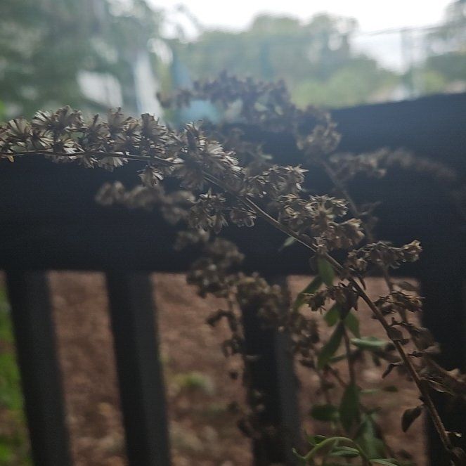 Photo of the plant species Chapmans Goldenrod by @WhizAnthurium11 named Gates on Greg, the plant care app