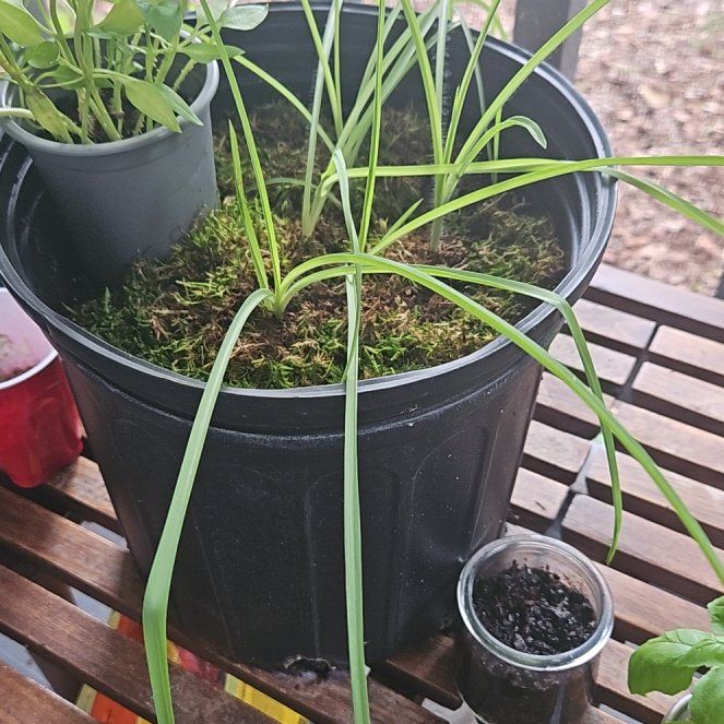 Photo of the plant species Spiderwort by @WhizAnthurium11 named Bruce Lee on Greg, the plant care app