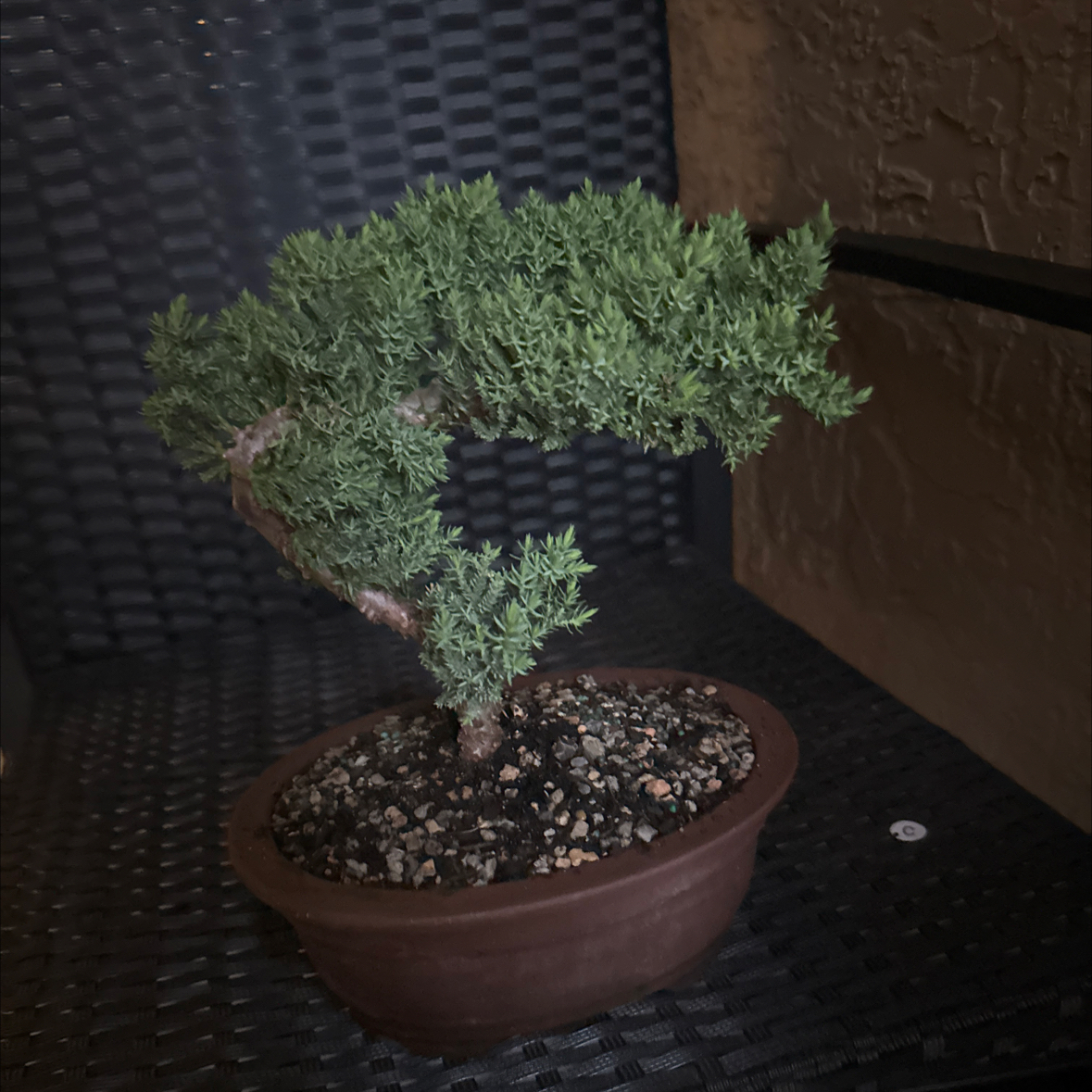 Photo of the plant species Japanese Garden Juniper by @AproposBluebill named Sushi on Greg, the plant care app
