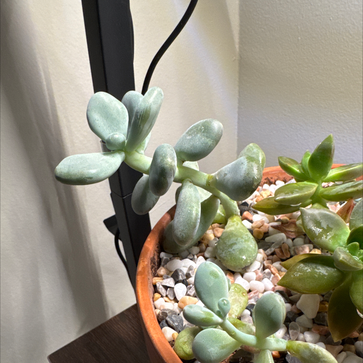 Photo of the plant species Lavender Pebbles by @AproposBluebill named Lavender on Greg, the plant care app