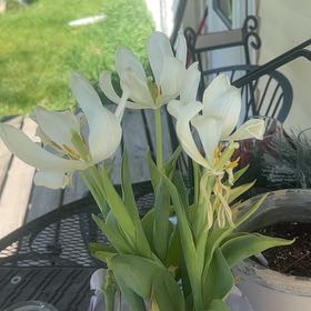 Photo of the plant species White tulip by @WarmCacto74 named McKinley on Greg, the plant care app