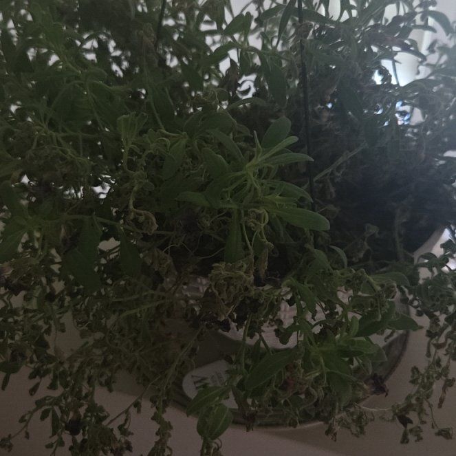 Photo of the plant species European Searocket by @AdmiredKawaka5 named Achilles on Greg, the plant care app