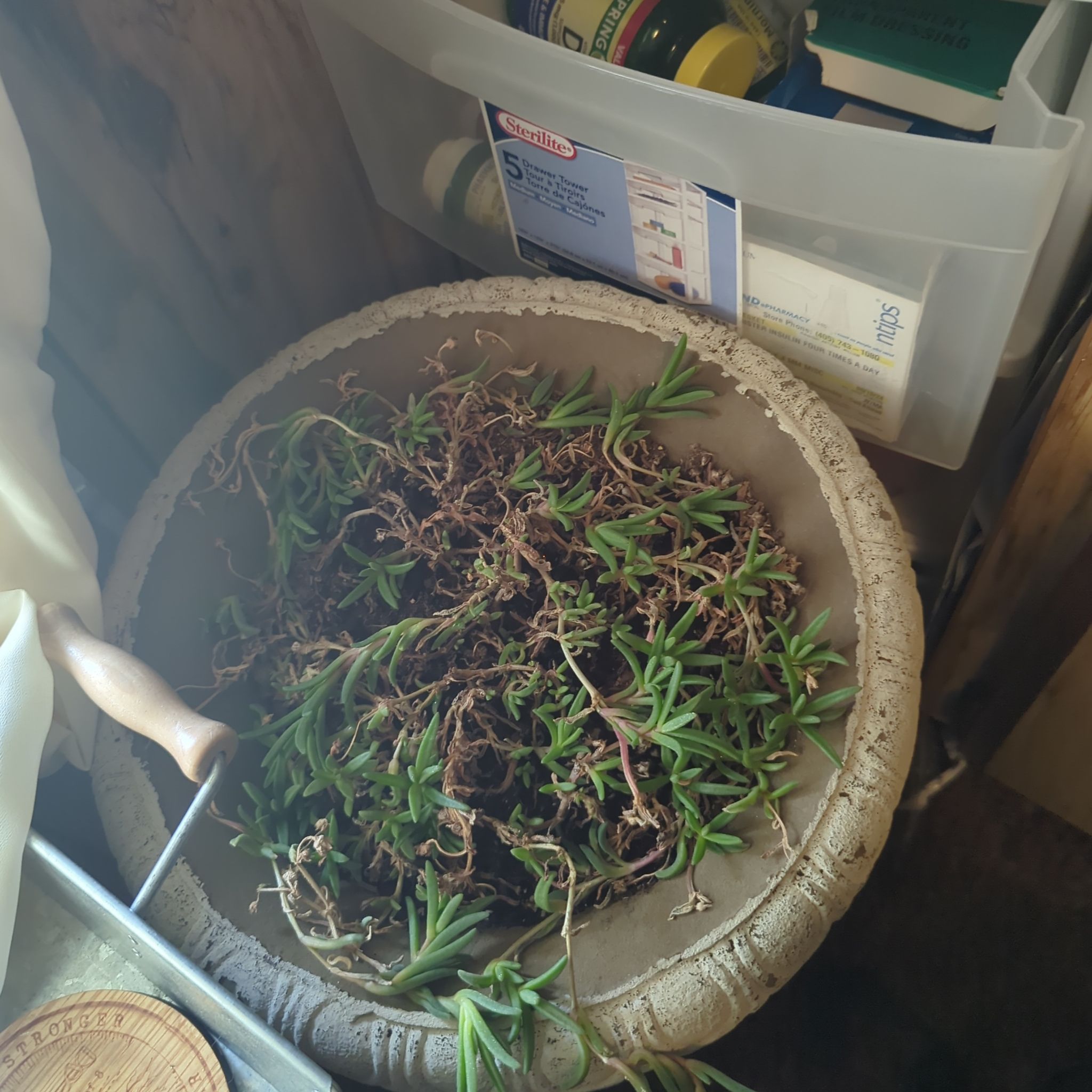 Photo of the plant species Delosperma 'Ocean Sunset Violet' by @CrashBox named Bob on Greg, the plant care app