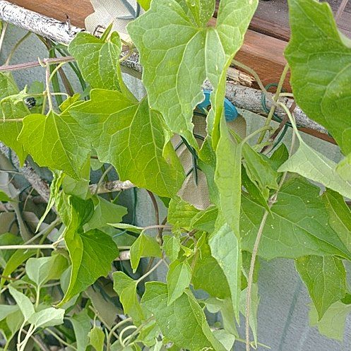 Photo of the plant species Bur Cucumber by @SultryMymumrose named Bella on Greg, the plant care app