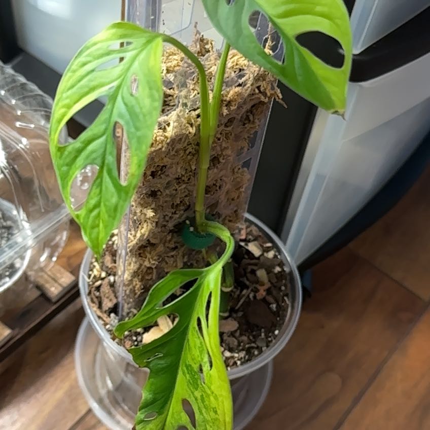 Photo of the plant species Variegated Swiss Cheese Plant by @GrownPeanut20 named Fernie Mac on Greg, the plant care app