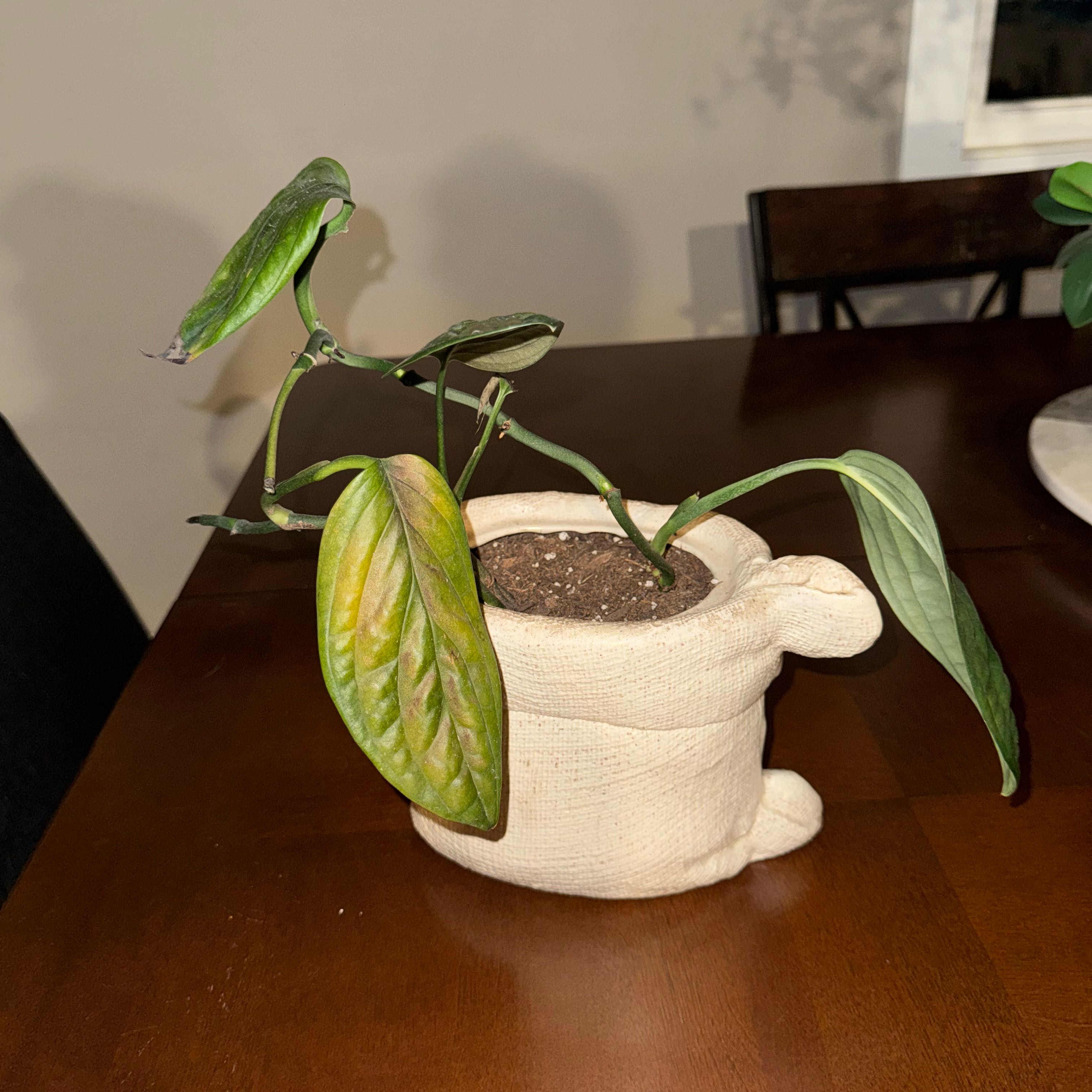 Photo of the plant species Monstera Green Galaxy (sp Peru) by @FunIrishmoss71 named Denali on Greg, the plant care app