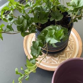 Photo of the plant species Curly Ivy by @GroovyBeech25 named Sue on Greg, the plant care app