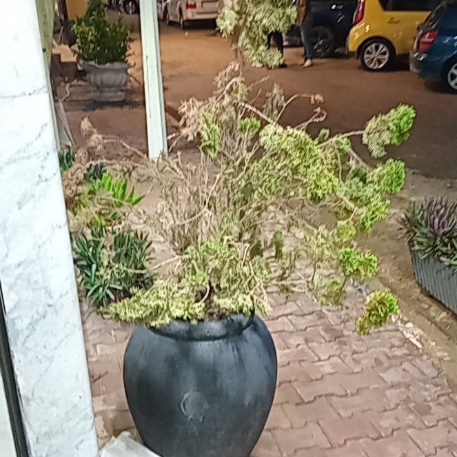 Photo of the plant species Albanian Spurge by @BossKaro63 named Duke on Greg, the plant care app