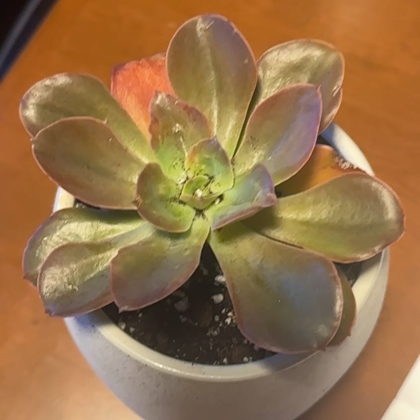 Photo of the plant species Echeveria 'Valeria' by @GentleNoni37 named Miley on Greg, the plant care app