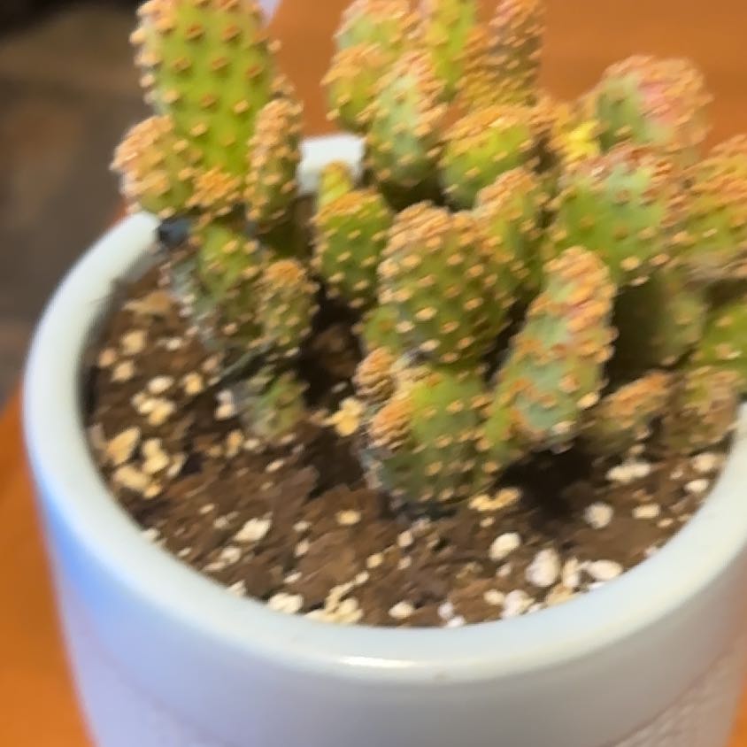 Photo of the plant species Mini Cinnamon Cactus by @GentleNoni37 named Kylie on Greg, the plant care app