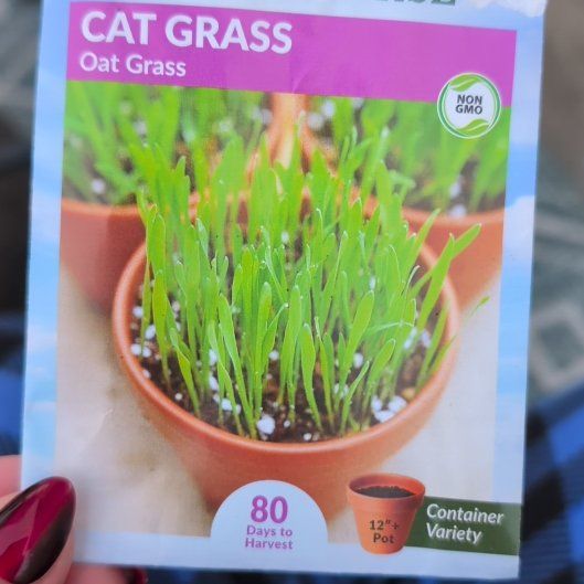 Photo of the plant species cat grass by @SultryMelon83 named Mollie on Greg, the plant care app