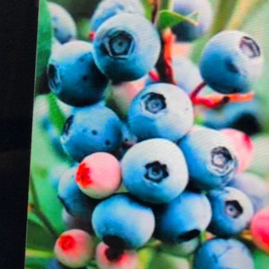 Photo of the plant species American Blueberry by @Whispy named ONeal on Greg, the plant care app