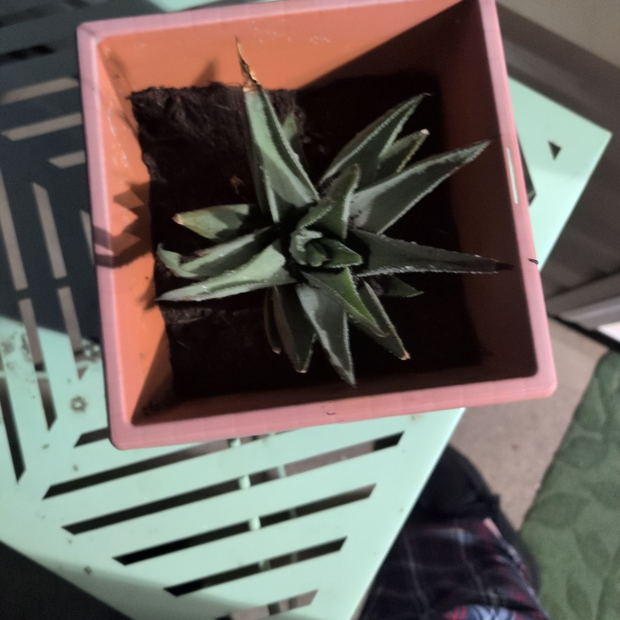 Photo of the plant species Haworthia savanna by @Whispy named Cleopatra on Greg, the plant care app