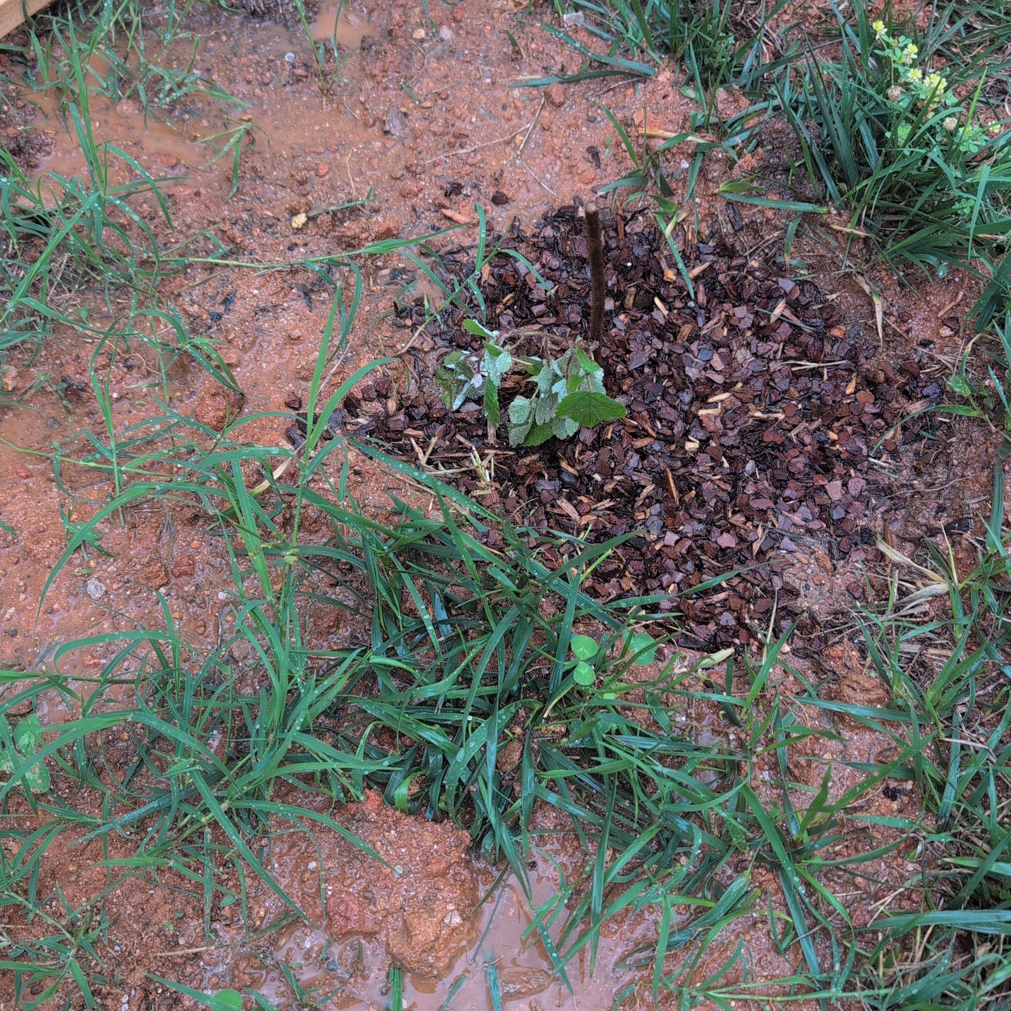 Photo of the plant species Raspberry by @Whispy named Latham on Greg, the plant care app