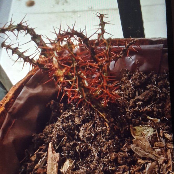 Photo of the plant species Miniature Saguaro by @FireballAnacua named Cleopatra on Greg, the plant care app