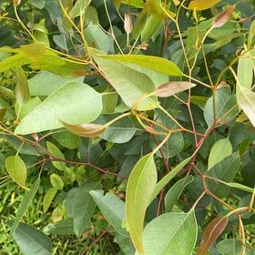 Photo of the plant species Murray Red Gum by @IconAlfalfa60 named Cleopatra on Greg, the plant care app