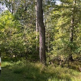 Photo of the plant species Black Walnut by @BraveWeed63 named Luna on Greg, the plant care app