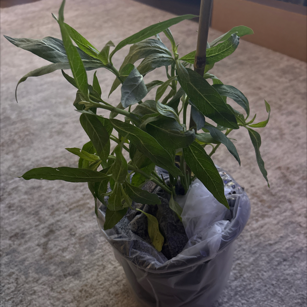 Photo of the plant species Silky Deep Red Tropical Milkweed by @FoxyPoisonivy56 named Sonora on Greg, the plant care app