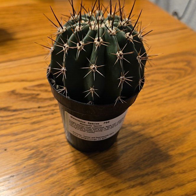 Photo of the plant species Assorted Melocactus by @EquippedPilea58 named Gregarious on Greg, the plant care app