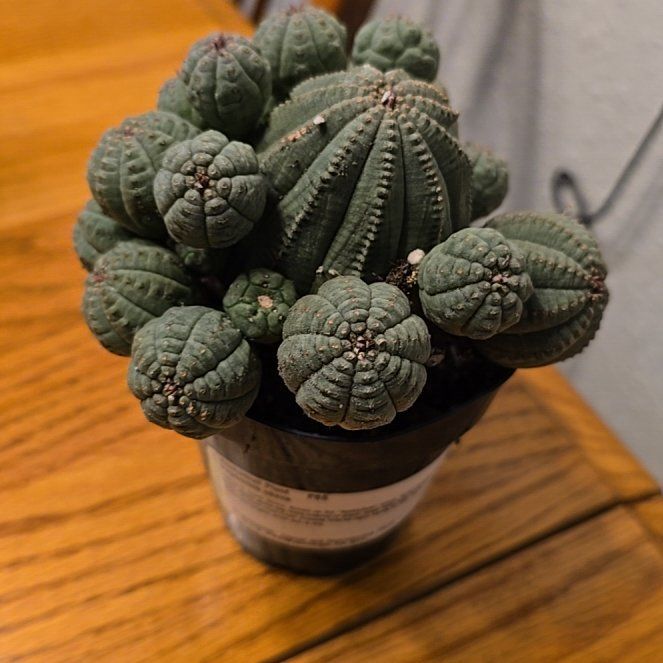Photo of the plant species Baseball Plant by @EquippedPilea58 named Planty on Greg, the plant care app