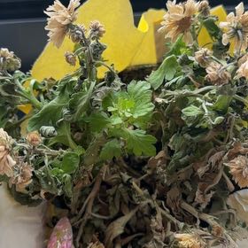 Photo of the plant species Golden Crownbeard by @ZarfDamiana95 named Huckleberry Fern on Greg, the plant care app