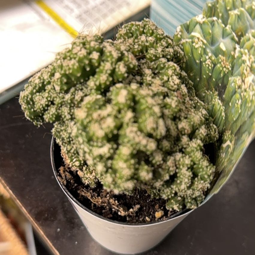 Photo of the plant species Ming Thing Cactus by @VitalCatnip39 named Fernie Mercury on Greg, the plant care app
