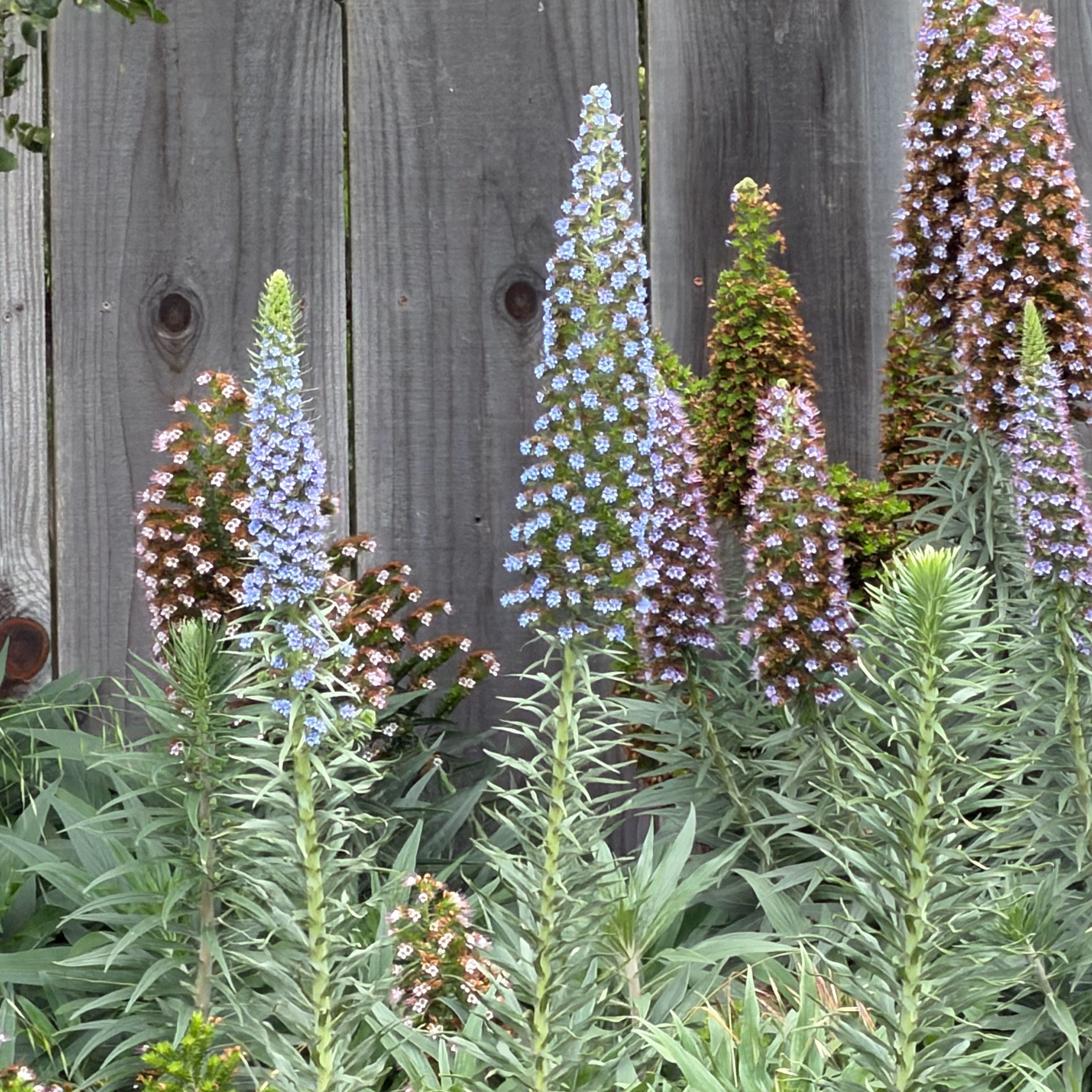 Photo of the plant species Pride of Madeira by @VitalCatnip39 named Queen on Greg, the plant care app